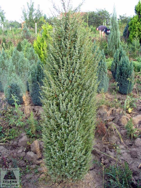  Kleka Juniperus communis ’Suecica’